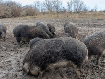 Гигантские свиньи съели на Новый год хозяина в Польше