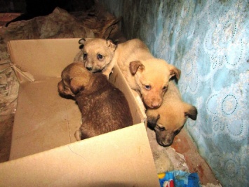 В Вольногорске спасатели освободили щенков