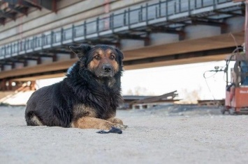 Россияне смогут забрать пса Цыгана и его бригаду со стройки Крымского моста