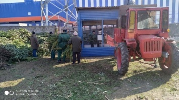 Новогодние елки-сосны Николаевский зоопарк превратил в безотходное производство