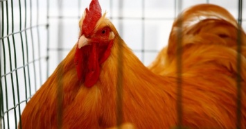 В Винницкой области зафиксировали вспышку птичьего гриппа