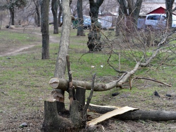 Зеленые насаждения погибают: в парке Юность вандалы подпиливают деревья