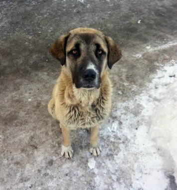 Терновка: полиция завела уголовное дело на живодера, который зарезал собаку