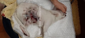 Харьковчанка заявила, что собаки директора зоопарка едва не растерзали ее пса, - ФОТО