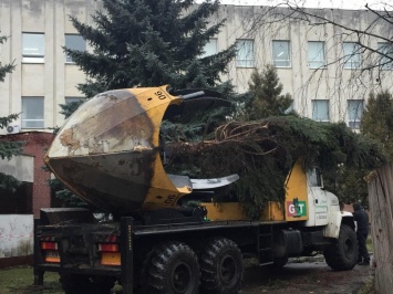 Мешают строительству: из центра Чернигова пересаживают 40-летние ели (фото)