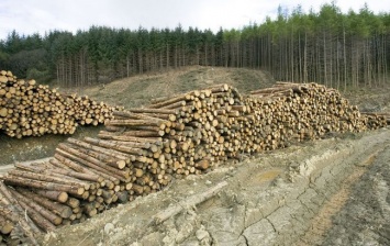 В Киевской области незаконно вырубали лес на 1,6 млн гривен