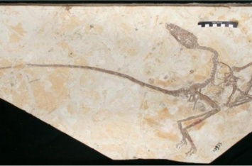 Ученые обнаружили ископаемые останки гибрида птицы и динозавра