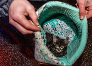 Cтало известно, что стало с котами, которых спасли в жуткой аварии на улице Малиновского