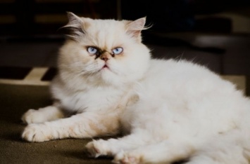 К лотку не приучить: шесть самых глупых пород кошек