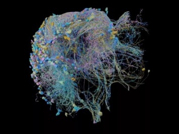 Google создала крупнейшую в мире 3D-карту мозга [ВИДЕО]