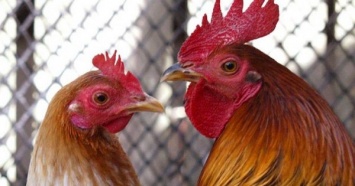 ЕС запретил ввоз украинской курятины. Причина поражает