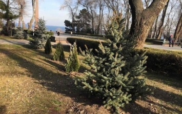 В Шевченковском парке высадили новую елку вместо срубленной вандалами