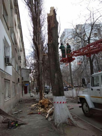 В Одессе бушует ветер: на улицах насчитали с десяток упавших деревьев