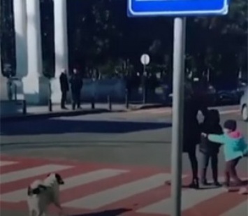 Собака, помогающая детям переходить дорогу, стала звездой интернета