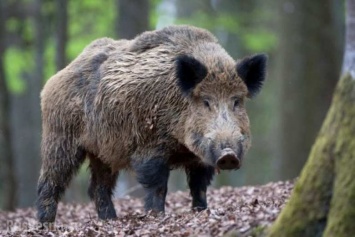 Африканская чума свиней: ситуация на Черниговщине