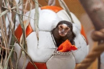 Николаевский зоопарк просит приносить мячи для зверей