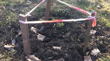 В Кривом Роге из парка выкрали подаренную крымскую сосну