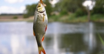 Запрещенная к вылову рыба в водоемах Запорожской области (ФОТО)