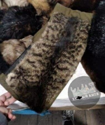 Воротник из кота: в Киеве на секонд-хенде обнаружили необычную находку