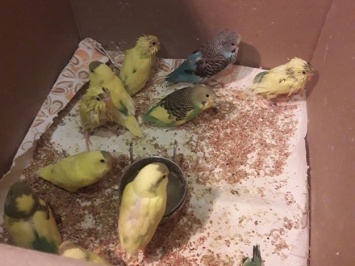 Есть улучшения: 50 выброшенных попугаев с Залютино продолжают бороться за жизнь