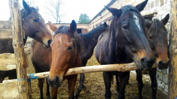 Курьез: в Запорожской области проживают лошади с кошачьими повадками (ВИДЕО)