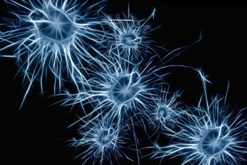 Обнаружены определенные агрессивные нейроны