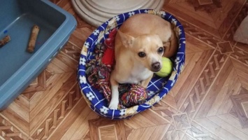В Никополе пропала собака породы чихуахуа: помогите найти