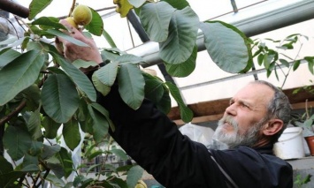 Эдемский сад для души: николаевский энтузиаст уже 15 лет выращивает у себя дома экзотические фрукты