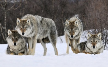 В Казахстане волки атаковали село