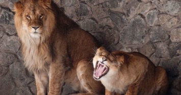 Киевский зоопарк приглашает на двухдневное празднование Дня рождения львов, - ВИДЕО