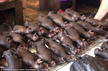 А потом коронавирус! Сеть напугали жареные крысы и замученные собаки на рынке в Индонезии. 18+