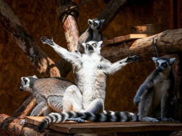 Условия на 5 звезд: в бердянском зоопарке открыли новый зимник для лемуров, - ВИДЕО