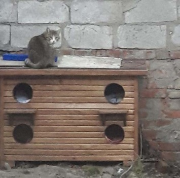 Днепряне смастерили двухэтажное «общежитие» для котов (ФОТО)