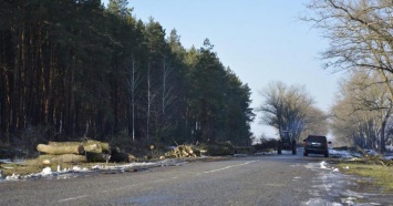 На Львовщине чиновники незаконно вырубили сотни деревьев