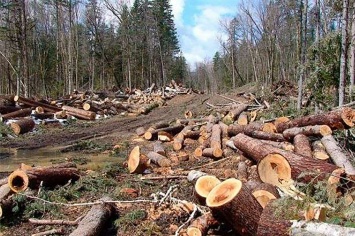 Вырубили лес на 2 миллиона гривен: чиновникам на Львовщине объявили о подозрении