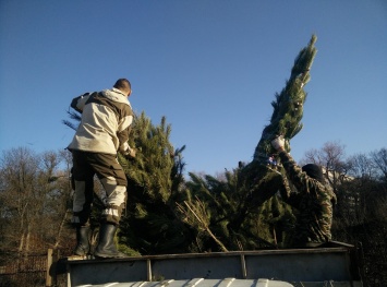Симферопольцы сдали более 500 новогодних деревьев в рамках акции «Елковорот»
