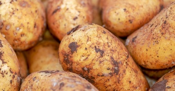 В Украине обвалились цены на картофель