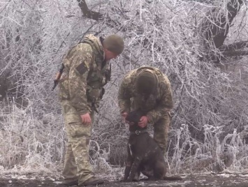 Военный врач пять часов оперировала раненную фронтовую собаку