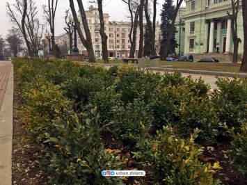 В Днепре на Яворницкого появились вечнозеленые кусты, - ФОТО