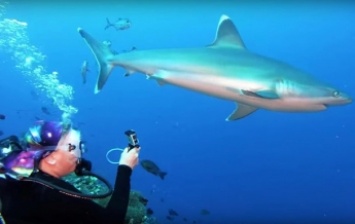Дайвер отбилась от акулы голыми руками - видео