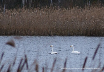 Появились фото, как в середине января водоемы Чернобыльской зоны посещают лебедилебеди
