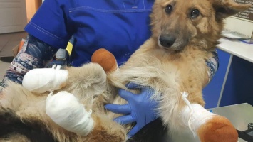 Неслыханная жестокость: в Днепре прохожие обнаружили собаку без лап