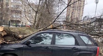Зимний ураган в Харькове: деревья бросало в трамваи и машины. Фото последствий