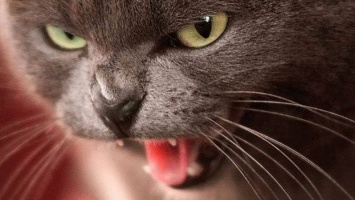 В Днепропетровской области кот с бешенством укусил женщину