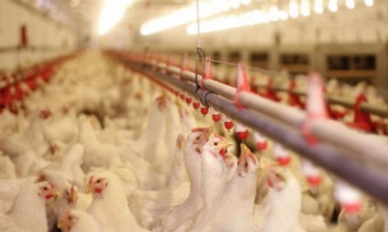 "Союз птицеводов" заявляет о попытке дискредитации крупнейшего производителя курятины в Украине, - СМИ