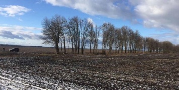 Вредительство «черных» лесорубов: Черниговщина потеряла больше 300 деревьев