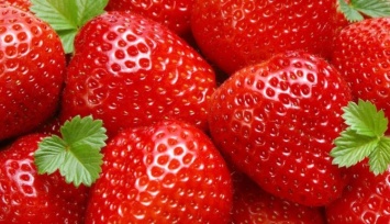 В Запорожской области в начале февраля созрели весенние ягоды (ФОТО)