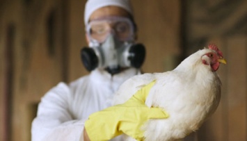 «Не только коронавирус»: в Китае зафиксирована вспышка птичьего гриппа