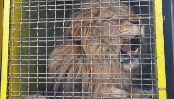 С Васильевского центра реабилитации хищников отправили в ЮАР первого льва