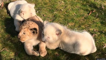 Разноцветные львята впервые родились в сафари-парке "Тайган" в Крыму